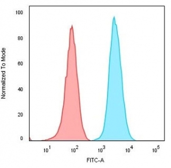 CD74 / CLIP Antibody