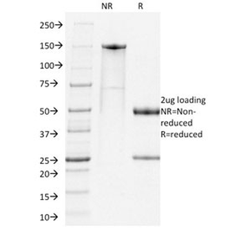 PDCD1 Antibody / PD-1 / PD1