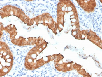 Villin Antibody
