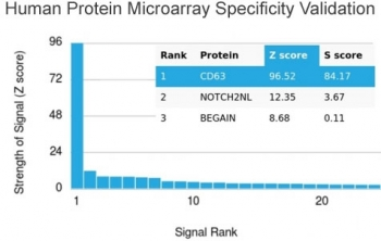 CD63 Antibody / LAMP-3