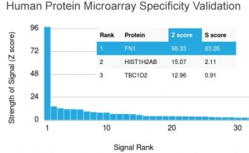 FN1 Antibody / Fibronectin