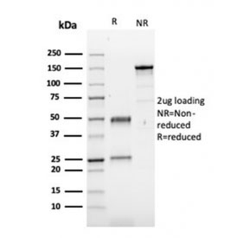 FN1 Antibody / Fibronectin