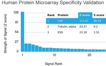 CA9 Antibody / Carbonic Anhydrase IX