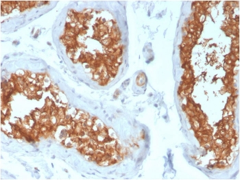 Vinculin Antibody