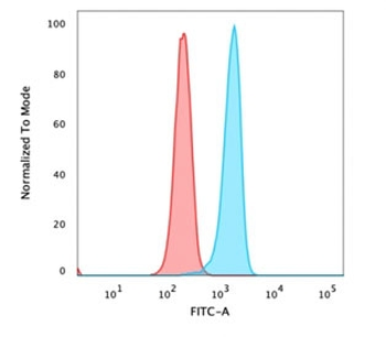 Beta Catenin Antibody