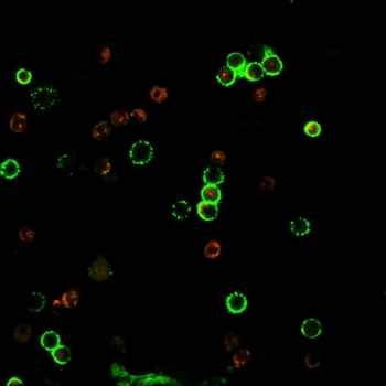 CD4 Antibody