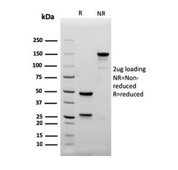 CD4 Antibody