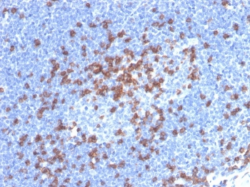 CD8A Antibody