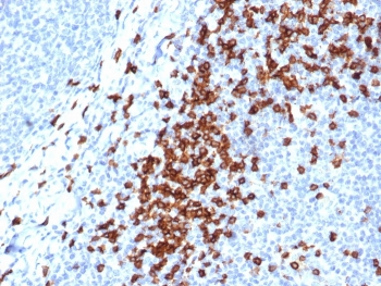 CD8A Antibody