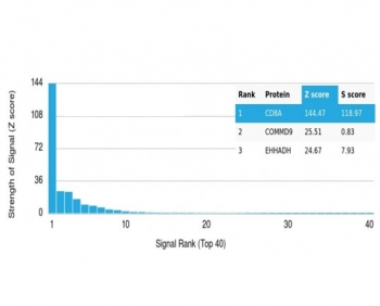 CD8A Antibody