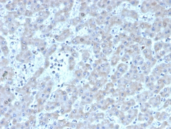 Factor VII Antibody