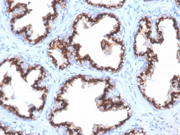 Prostein Antibody / SLC45A3