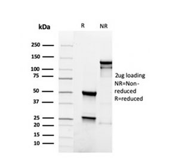 PAX5 Antibody