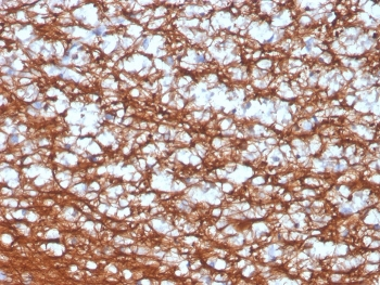 PGP9.5 / UchL1 Antibody