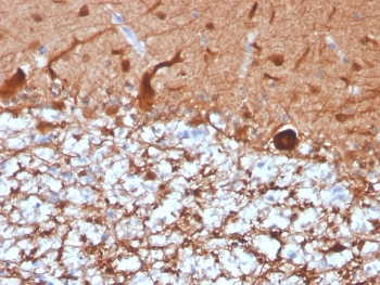 PGP9.5 / UchL1 Antibody