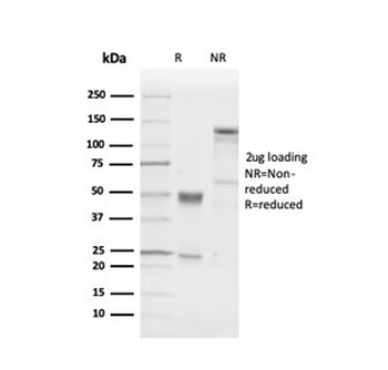PGP9.5 / UchL1 Antibody