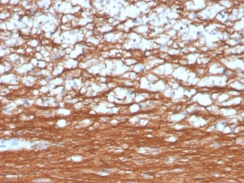 PGP9.5 / UchL1 Antibody