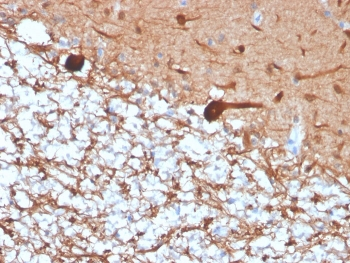 PGP9.5 / UchL1 Antibody
