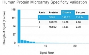 E-Cadherin Antibody / CDH1