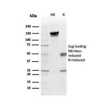 MBP Antibody / Myelin Basic Protein