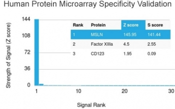 Mesothelin Antibody / MSLN
