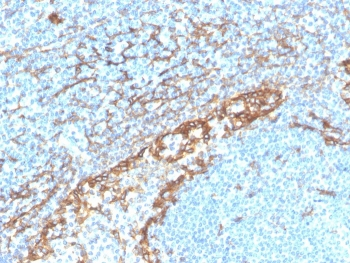 Podoplanin Antibody / gp36