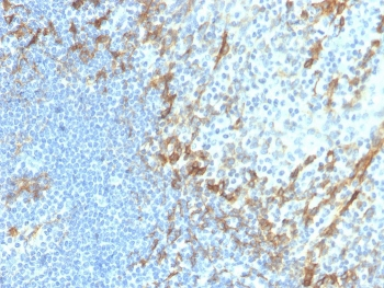 Podoplanin Antibody / gp36