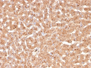 Transthyretin Antibody