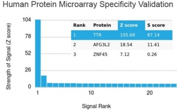 Transthyretin Antibody