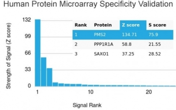 PMS2 Antibody / PMS1 homolog 2