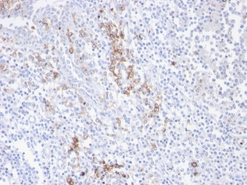 CD38 Antibody