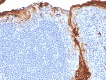 CD163 Antibody