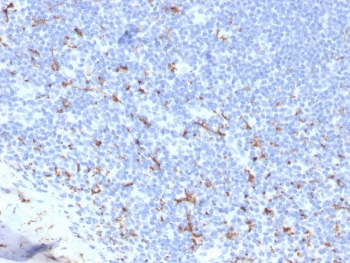 CD163 Antibody