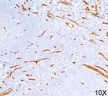 CD34 Antibody