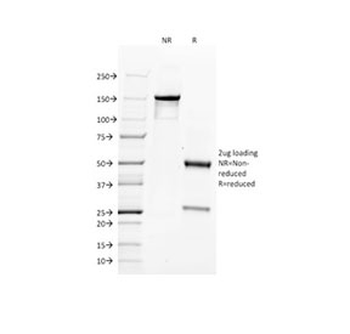 CD34 Antibody