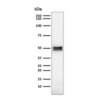 CD79a Antibody