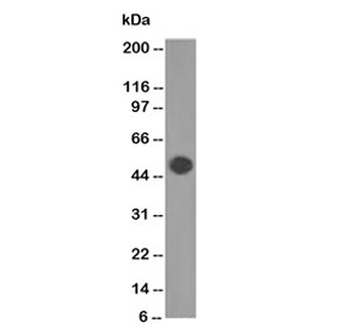 GFAP Antibody / Glial Fibrillary Acidic Protein