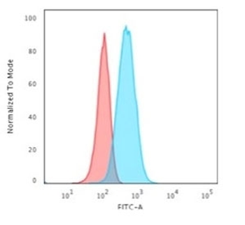 GFAP Antibody / Glial Fibrillary Acidic Protein