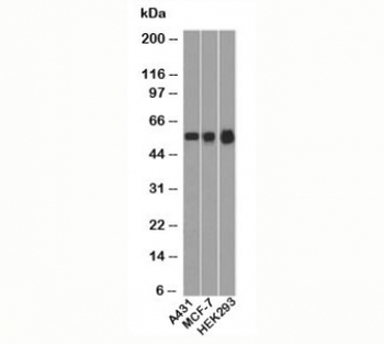 p53 Antibody / TP53 (N-Terminal Region)
