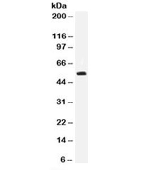 p53 Antibody (N-Terminal Region)