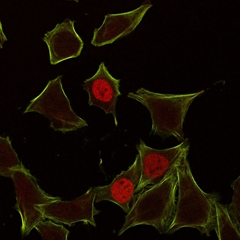 p21 Antibody