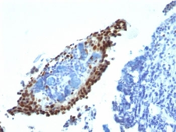 p21 Antibody