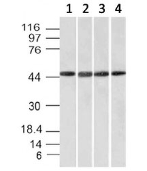 EMI1 Antibody