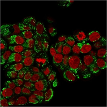 HSP60 Antibody / HSPD1