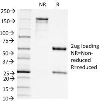 CD11c Antibody / ITGAX