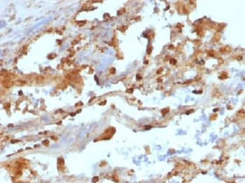 CD11c Antibody / ITGAX