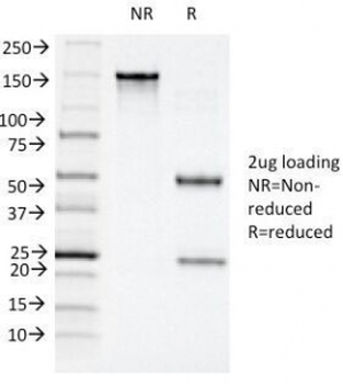 CD11c Antibody / ITGAX