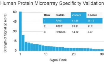 Arginase Antibody