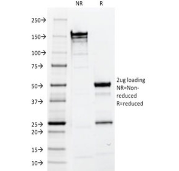 EpCAM Antibody / Cytoplasmic domain