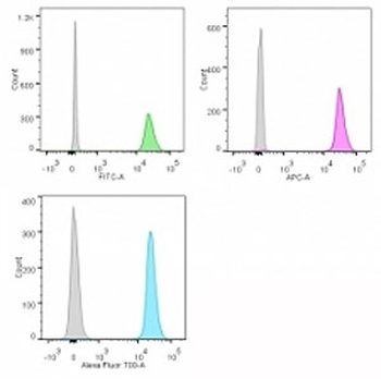 Nucleolin Antibody